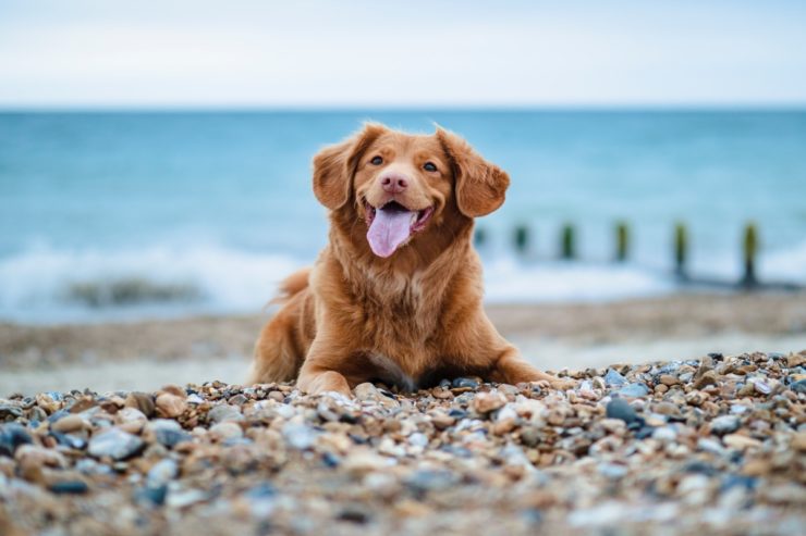 dog sitting on the beach